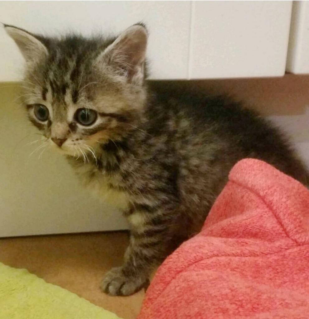 kleine getigerte Katze mit roter Decke