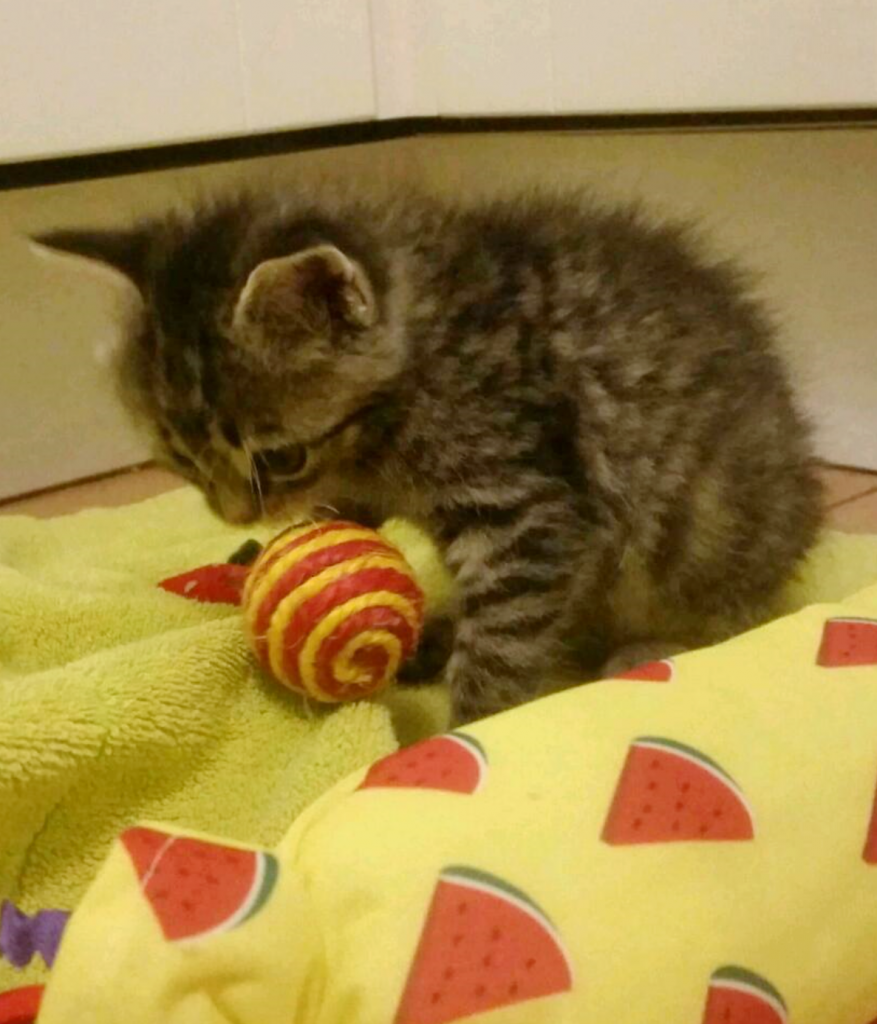 kleine getigerte Katze sitzt auf einer gelben Decke, mit einem Ball