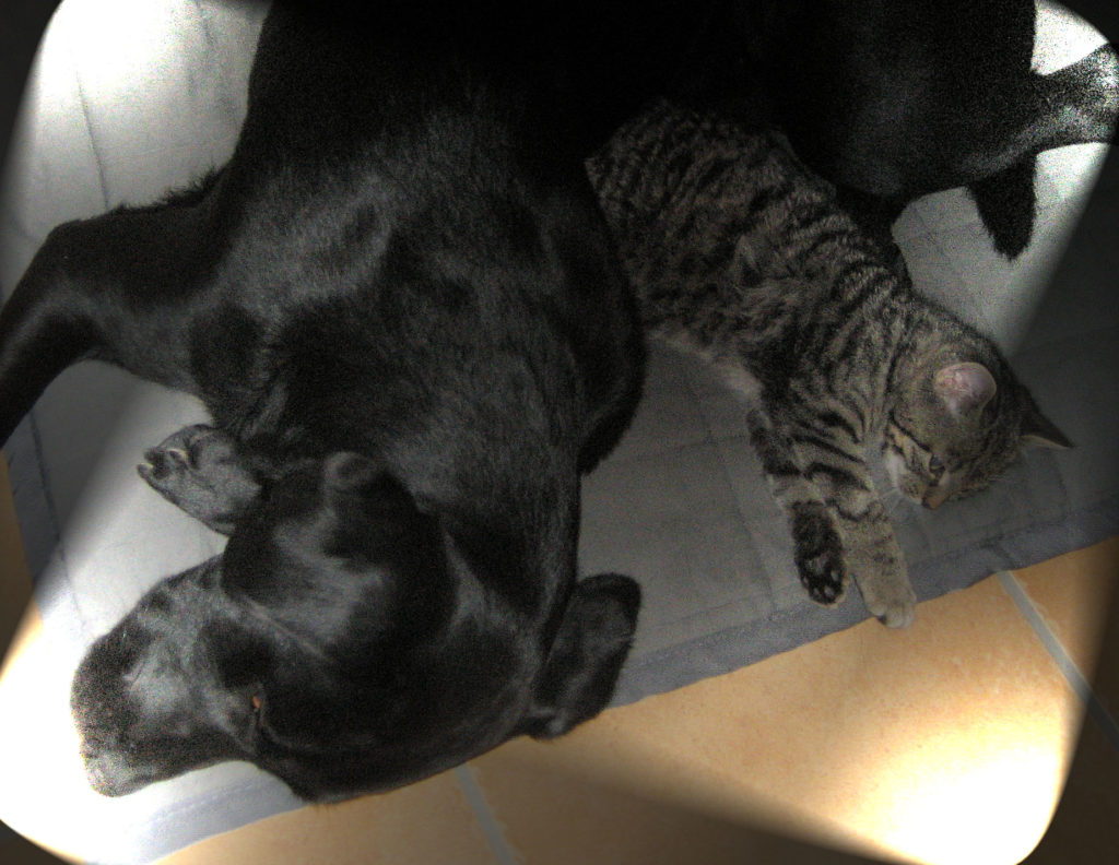 kleiner getigerter Kater mit einem schwarzen Hund auf einem Kissen, beide schlafen