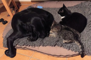 gkleiner getiegerter Kater, schwarze Katze und schwarzer Hund auf einem Humdebett