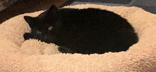 schwarze Katze liegt in einem beigen Katzenbett und schaut in die Kamera