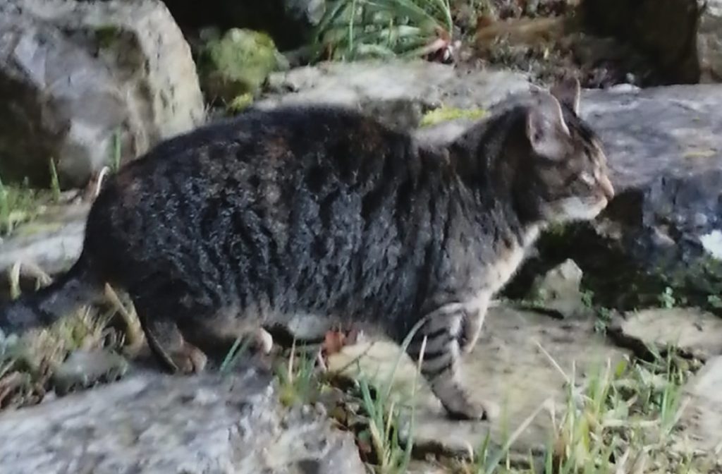 getigerte Katze, läuft über Steinplatten, Seitenansicht