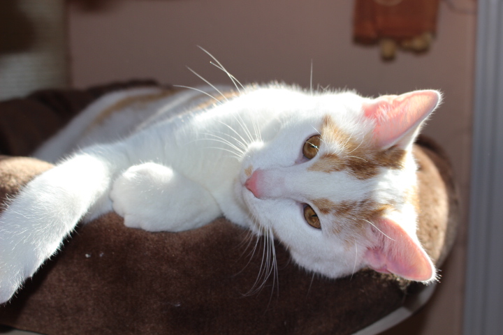 weiß-roter Kater liegt auf der Seite auf einem Katzenbett