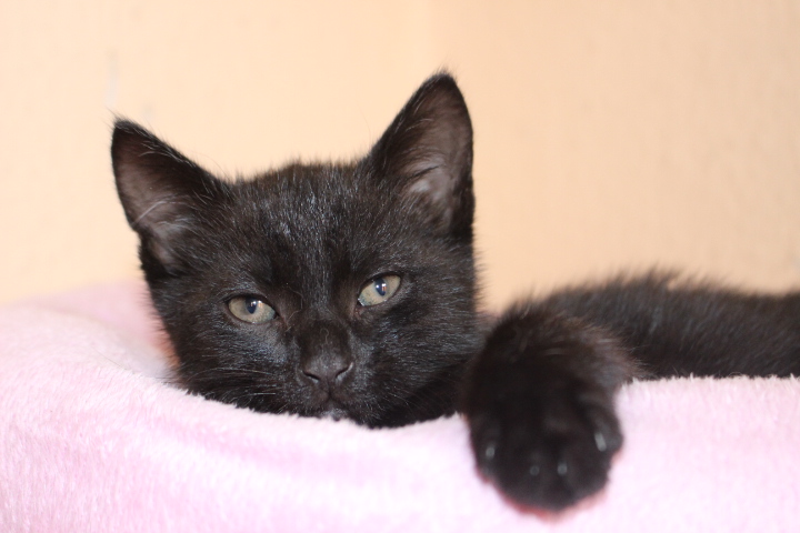 kleiner schwarzer Kater schaut über den Rand eines Katzenkissens