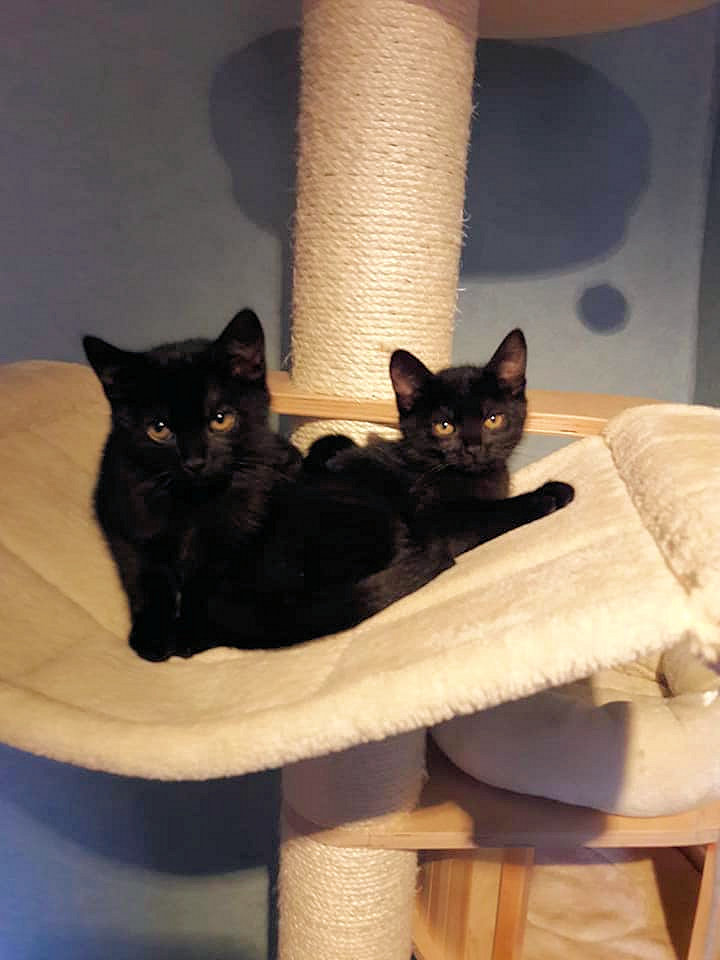 zwei kleine schwarze Katzen auf einem Kratzbaum