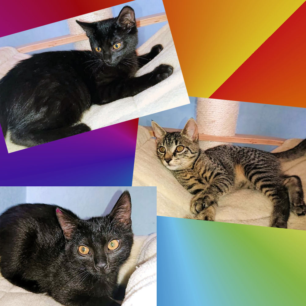 drei Katzenbilder auf farbigem Hintergrund