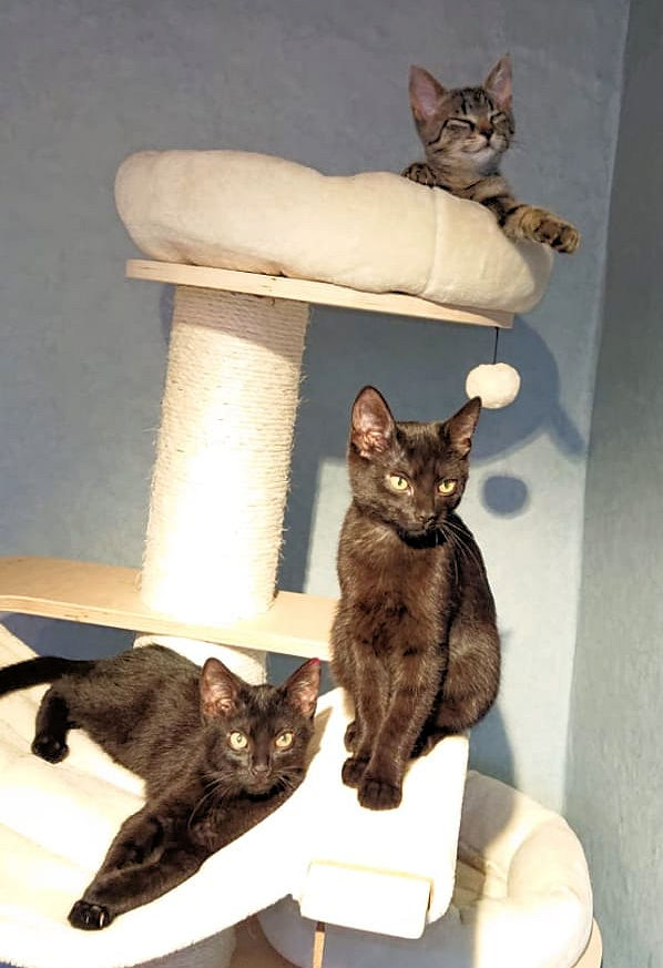 eine getigerte und zwei schwarze Katzen auf einem Kratzbaum