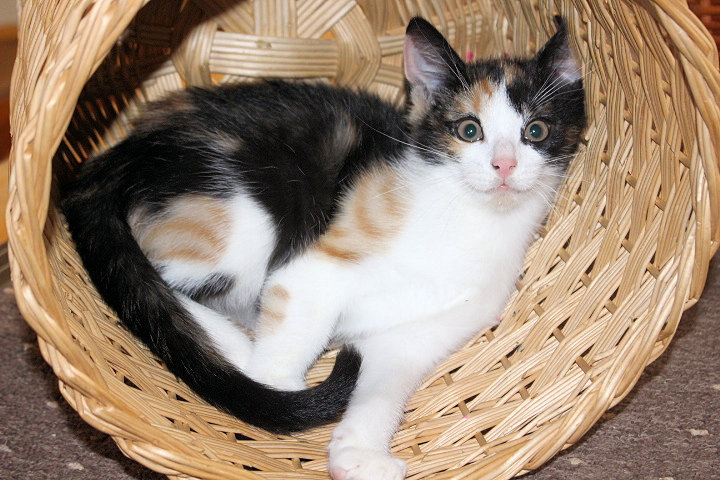 kleine dreifarbige Katze in einem Korb