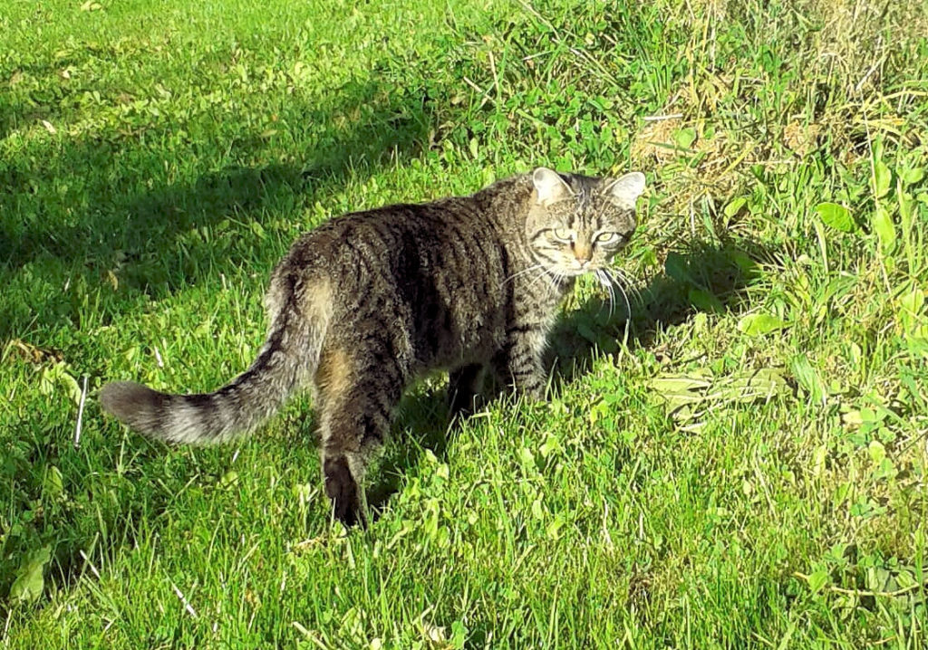 getigerte Katze iauf einem Rasenstück