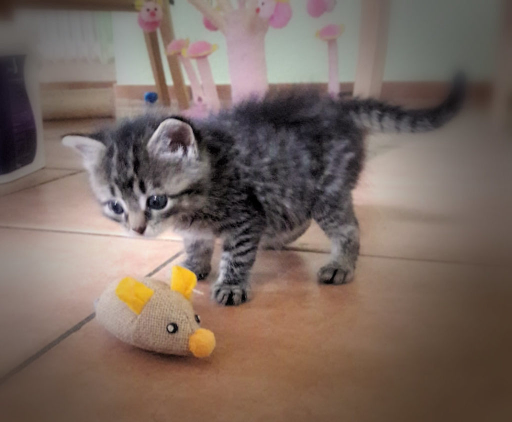 kleine getigerte Katze mit einer Spielzeugmaus
