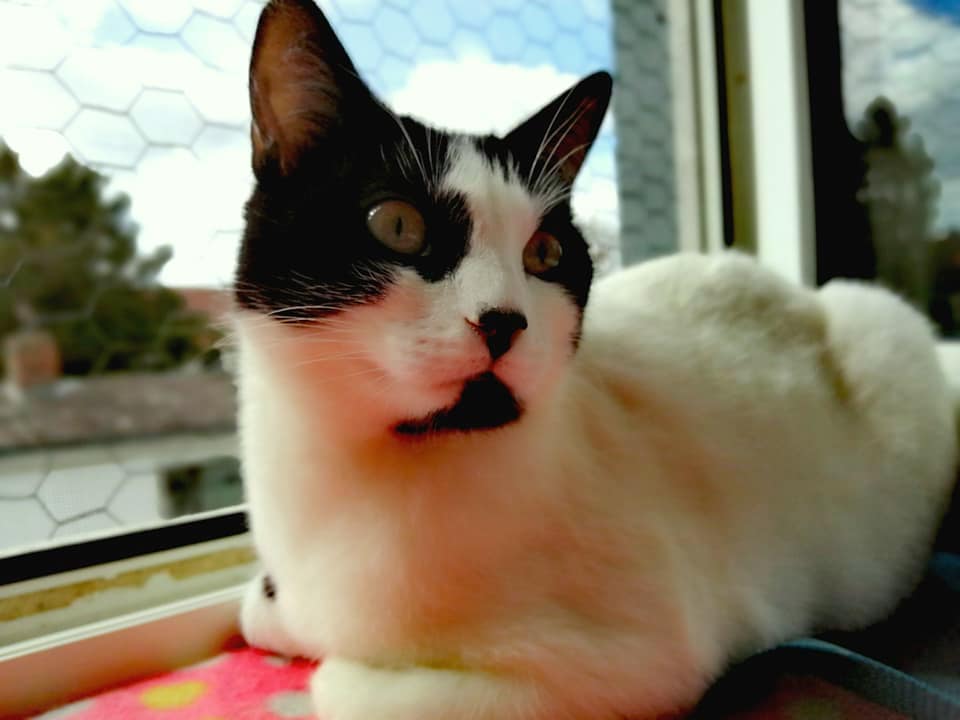 eine weiß-schwarze Katze liegt auf einer Fensterbank