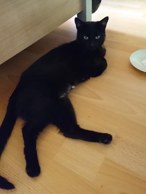 eine schwarze Katze liegt vor einem Sofa auf dem Fußboden