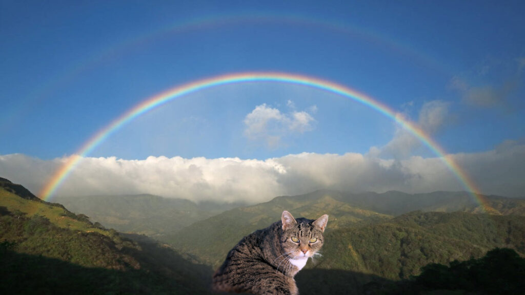 eine getigerte Katze, im Hintergrund eine Berglandschaft, darüber Wolken und blauerHimmel mit Regenbogen