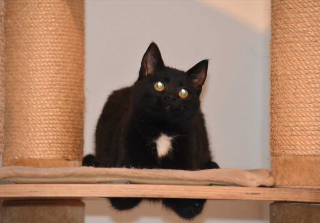 ein schwarzer Kater sitzt auf einem Kratzbaum, schaut in die Kamera