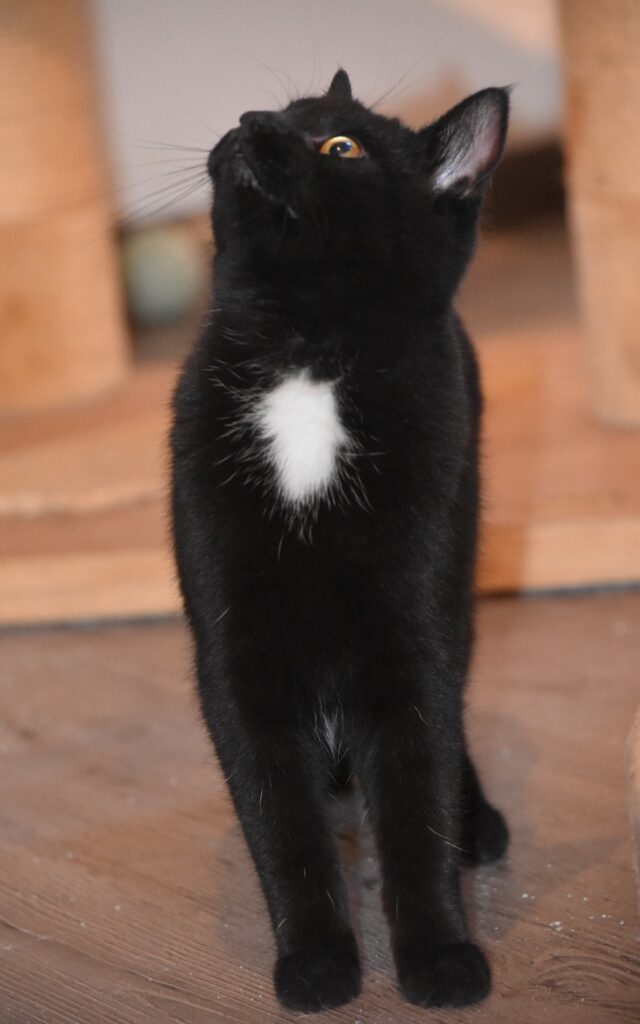 ein schwarzer Kater mit weißem Brustfleck sitzt vo einem Kratzbaum und schaut neugierig nach links oben