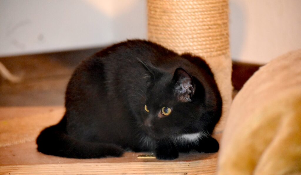 ein kleiner schwarzer Kater liegt auf einem kratzbaum, schaut zur Seite