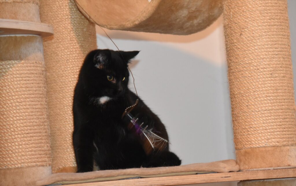 ein kleiner schwarzer Kater sitzt auf einem Kratzbaum, schaut nach einer Spielangel