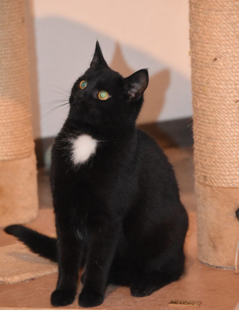 ein kleiner schwarzer Kater sitzt vor einem Kratzbaum, den Kopf leicht nach hinten gebeugt, aufmerksam nach oben schauend