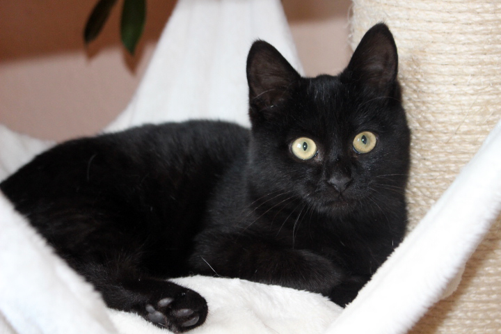 Leo, ein schwarzer Kater, liegt auf der Hängematte eines Kratzbaumes und schaut mit großen runden Augen in die Kamera