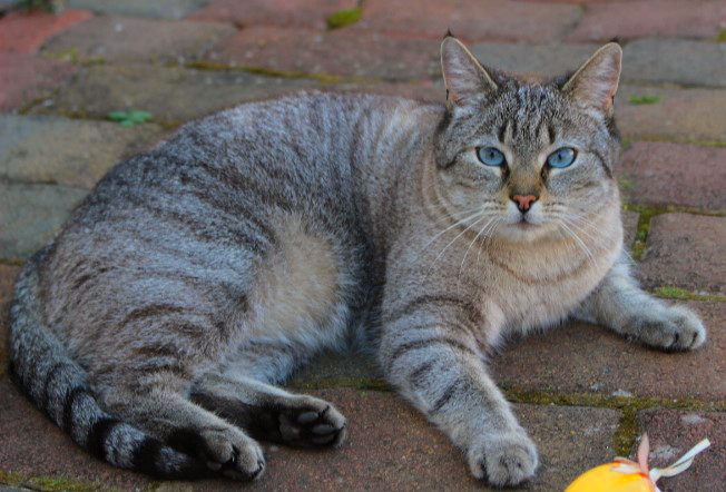 Emmi, eine getigerte Katze liegt auf einem gepflasterten Untergrund, schaut in die Kamera, vor ihr ein gelbes Katzenspielzeug