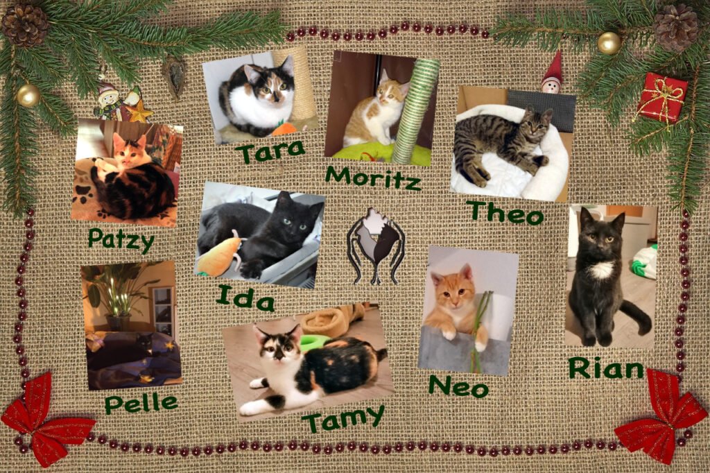 eine Zusammenstellung von Katzenfotos auf einem Jute- Hintergrund mit Weihnachtsdekoration, in der Mitte das Logo des Katzenhauses Trendelburg