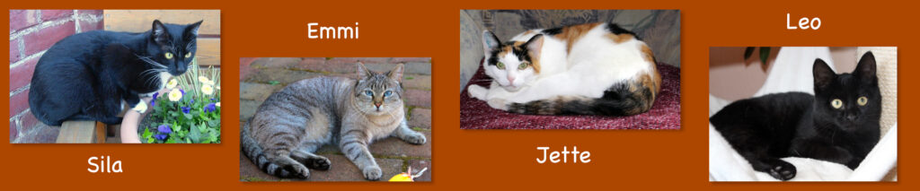 Das Bild zeigt eine Zusammenstellung der vier Pflegekatzen Sila, Emmi, Jette und Leo, in einer Reihe nebeneinander, jeweils mit Beschriftung