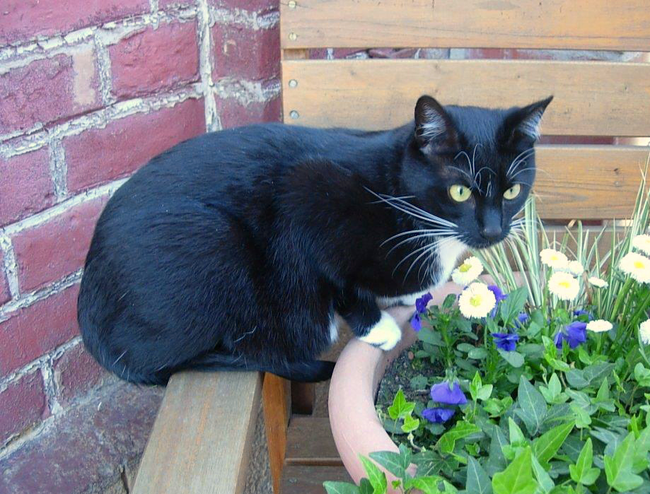 Sila, eine schwarze Katze mit weißer Brust und weißen Pfoten sitzt auf einer Holzumrandung, die Vorderpfoten auf dem Rand eines Blumenkübels mit blauen und weißen Blumen