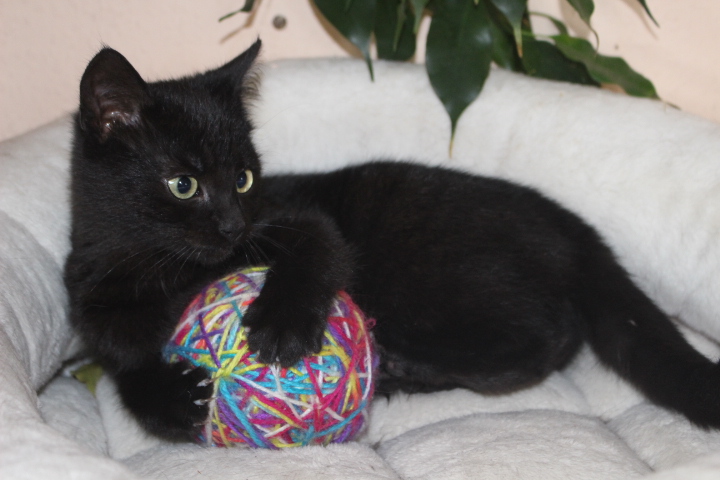 eine kleine schwarze Katze in einem Katzennest. mit den Vorderpfoten hält sie einen bunten Ball