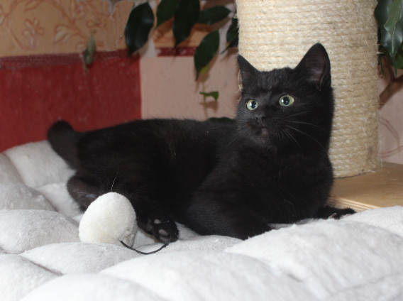 eine kleine schwarze Katze auf der weißen Liegefläche eines Kratzbaumes, schaut nach rechts oben
