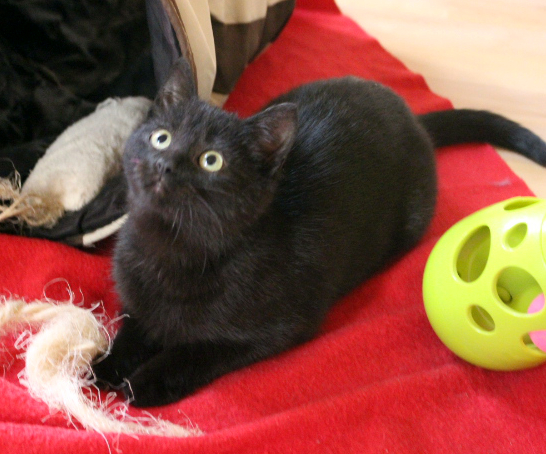 eine kleine schwarze Katze liegt auf einer roten Decke mit verschiedenen Spielzeugen, schaut mit großen runden Augen neugierig nach oben