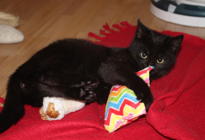 eine kleine schwarze Katze liegt mit einem Spielzeug auf einer roten Decke