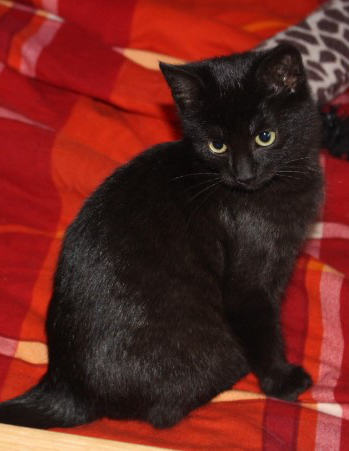 eine kleine schwarze Katze sitzt auf einer roten Decke, schaut nach unten