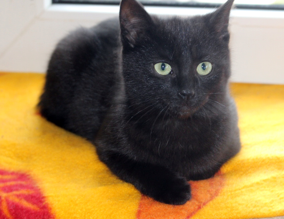 eine kleine schwarze Katze liegt auf einer gelben decke vor einem Fenster, schaut in die Kamera