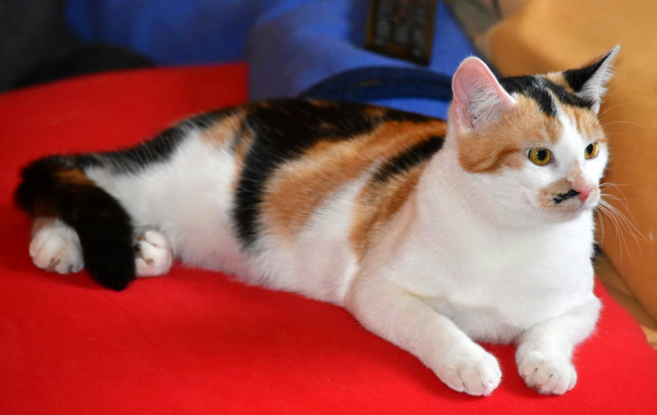 eine dreifarbige Katze liegt ausgestreckt auf einer roten Decke und schaut aufmerksam in den Raum