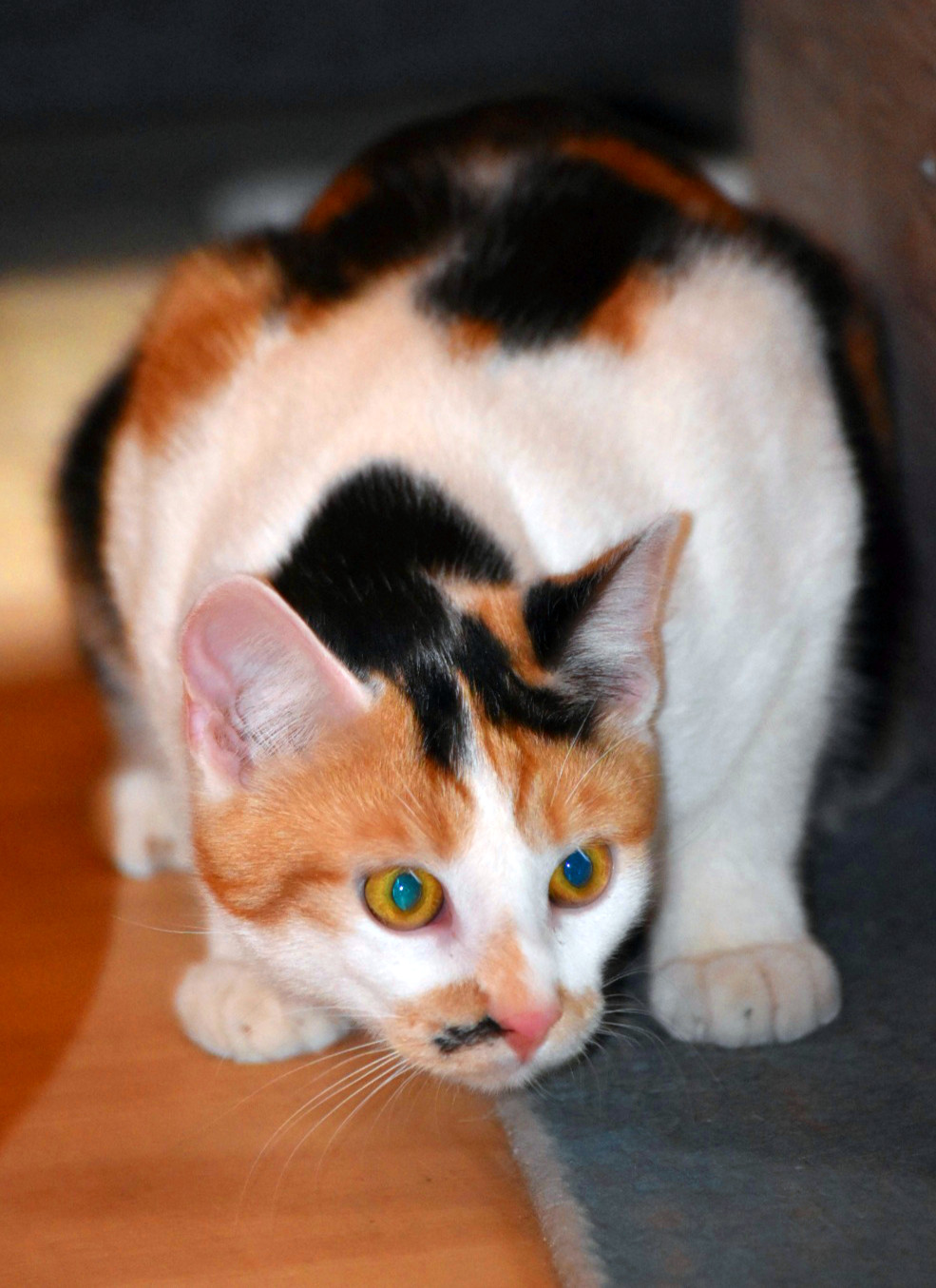 eine dreifarbige Katze sitzt geduckt auf dem Fußboden