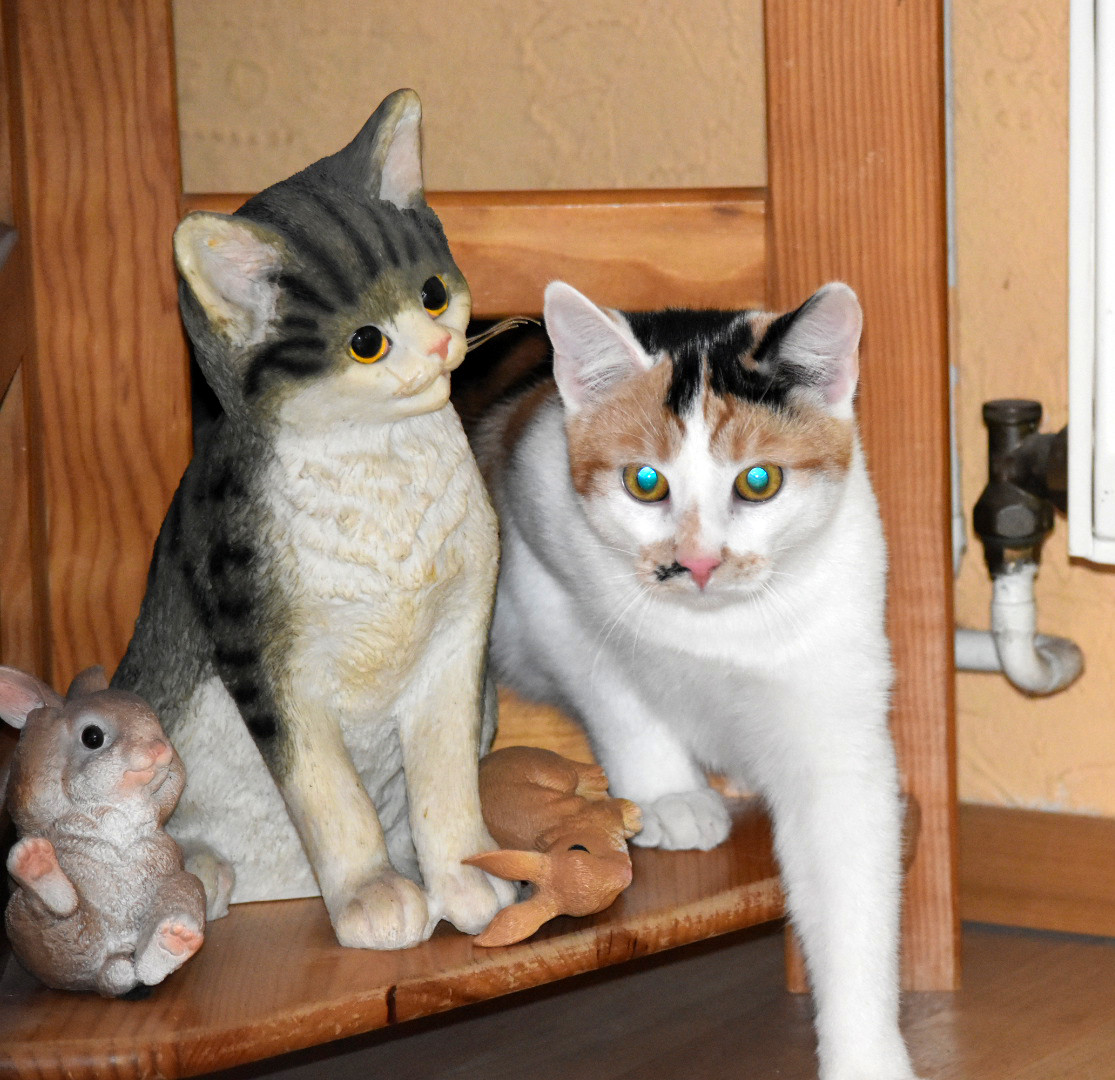 eine dreifarbige Katze liegt in einem Holzregal neben einer Katzenfigur, sie schaut in die Kamera