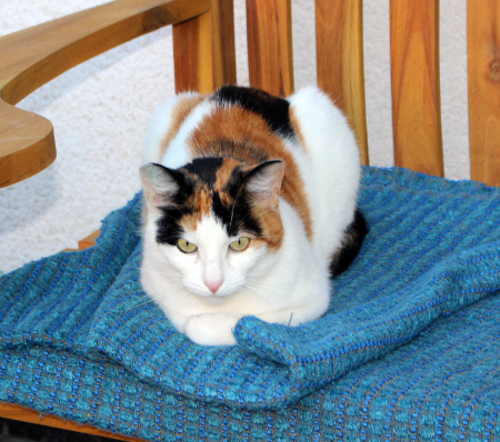 eine dreifarbige Katze sitzt mit untergeschlagenen Beinen auf einer Holzbank mit blauer Wolldecke