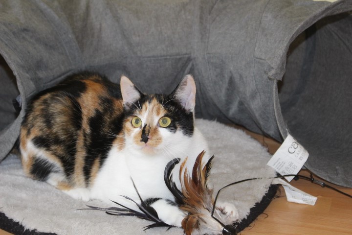 eine dreifarbige Katze liegt auf einem Kissen, ein Spielzeug mit Federn zwischen den Vorderpfoten