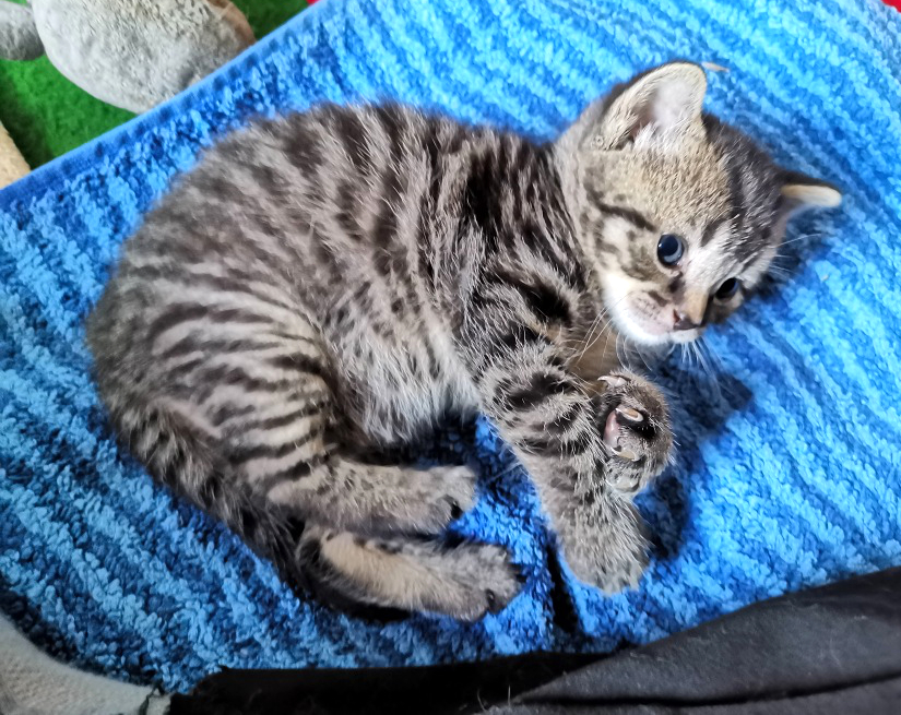 eine kleine getigerte Katze auf einer blau-gestreiften Decke, liegt zusammengerollt auf der Seite