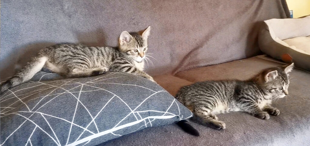 zwei kleine getigerte Katzen, ausgestreckt auf einem braunen Sofa