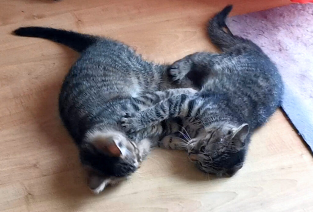 zwei kleine getigerte Katzen liegen auf dem Fußboden, , in Seitenlage, die Vorderbeine ineinander verschlungen