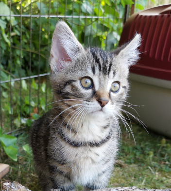 eine kleine getigerte Katze auf dem Rasen in einem Katzengehege, schaut mit großen runden Augen in die Welt