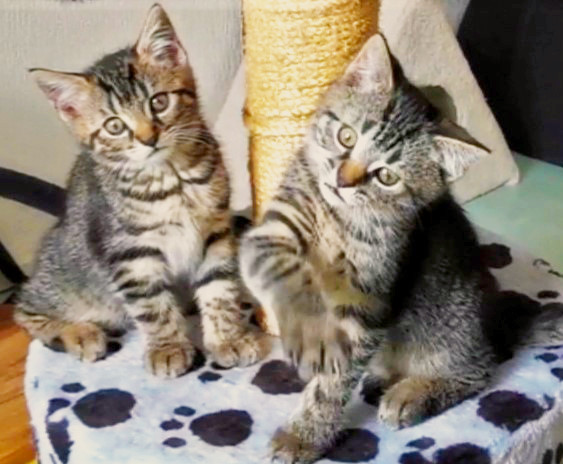 zwei kleine getigerte Katzen auf der Sitzfläche eines Kratzbaumes, schauen zur Kamera