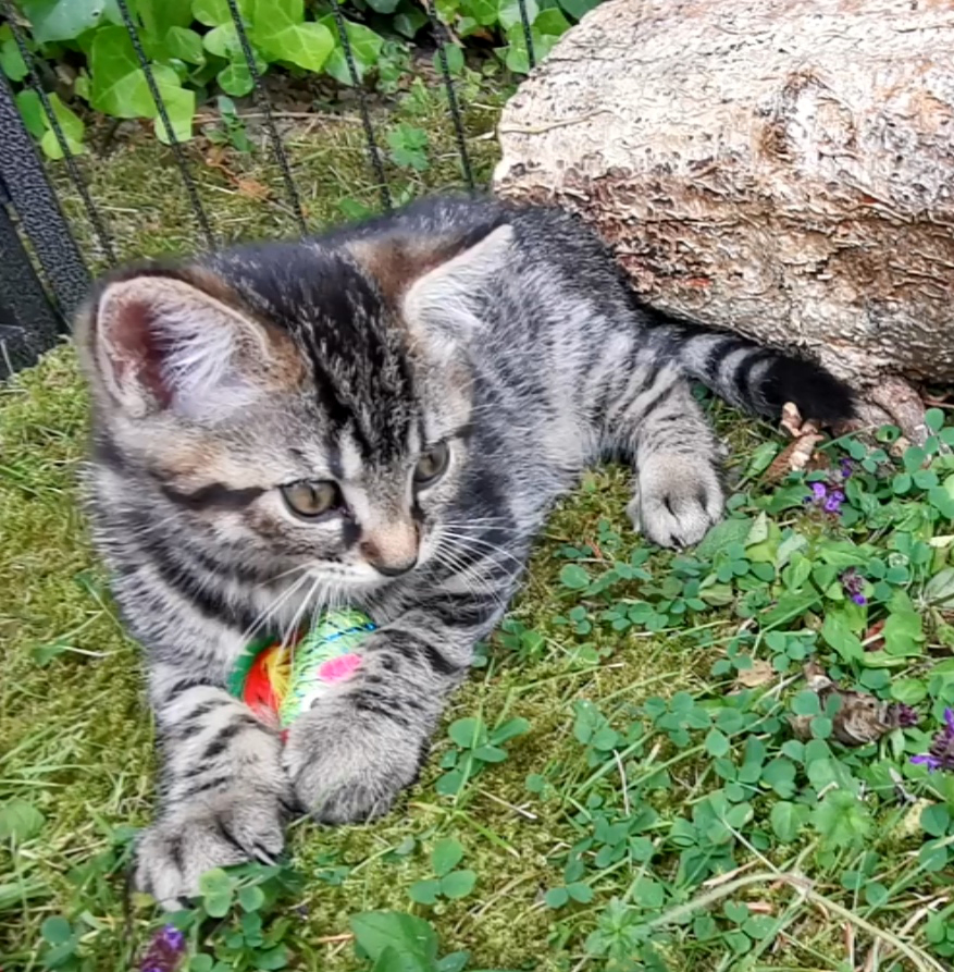 eine kleine getigerte Katze auf dem Rasen, ein Spielzeug zwischen den Vorderpfoten haltend