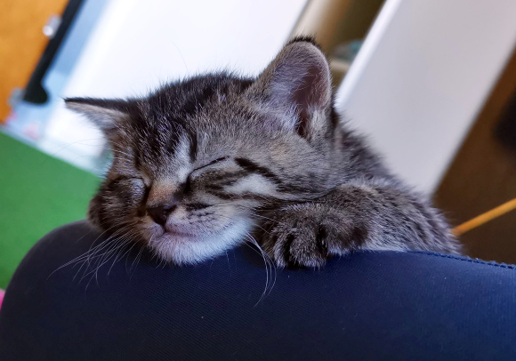 eine kleine getigerte Katze schlafend auf einem blauen Katzennest, den Kopf auf den Rand gelegt