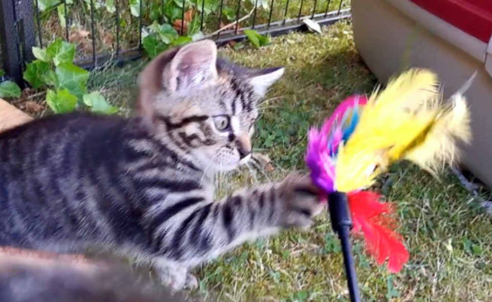 eine kleine getigerte Katze auf dem Rasen, angelt mit der Vorderpfote nach einem Spielzeug