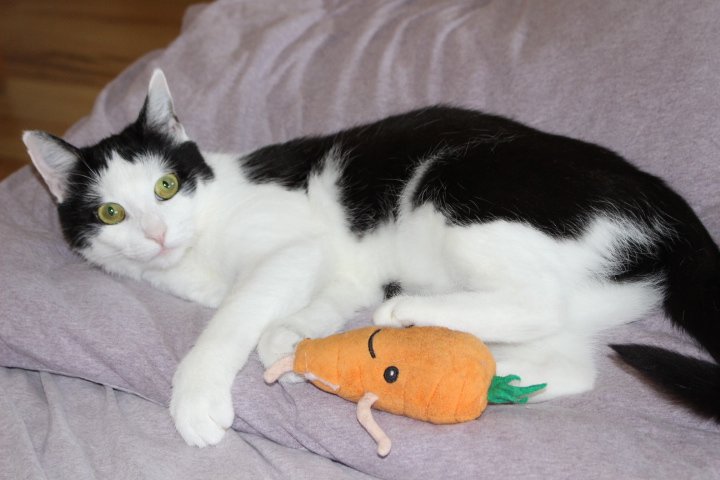 Eine schwarz-weiße Katze liegt in Seitenlage auf einer Decke, vor ihr eine Plüschmöhre