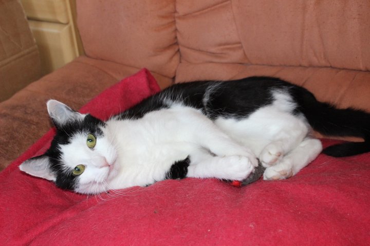 eine schwarz-weiße Katze in Seitenlage auf einer roten Decke, die Beine leicht angewinkelt, schaut zur Kamera