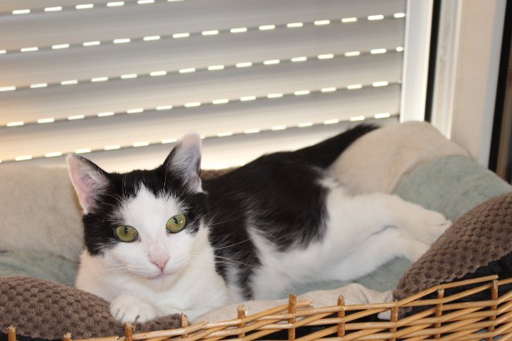 eine schwarz-weiße Katze in einem Korb auf der Fensterbank, der Rolladen heruntergelassen