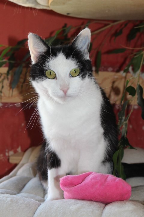eine schwarz-weiße Katze sitzt auf einem Kissen, vor ihr ein pinkfarbenes Spielzeug